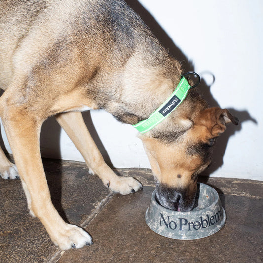 No Problemo Pet Bowl - Camo